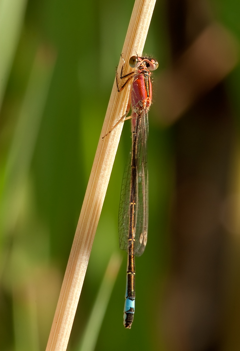 ID: Ischnura genei ? no, Ischnura graelsii